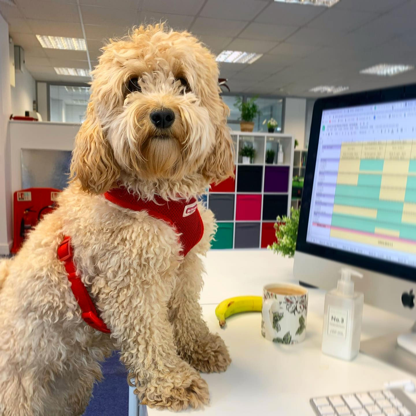 Walter the Cockapoo at his desk. Wearing a red harness in front of a social media plan