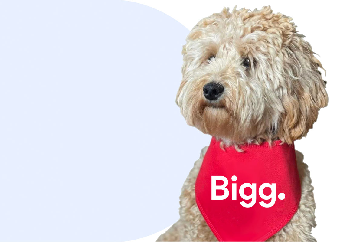 Walter the Cockapoo. Wearing a red bib with the Bigg. logo